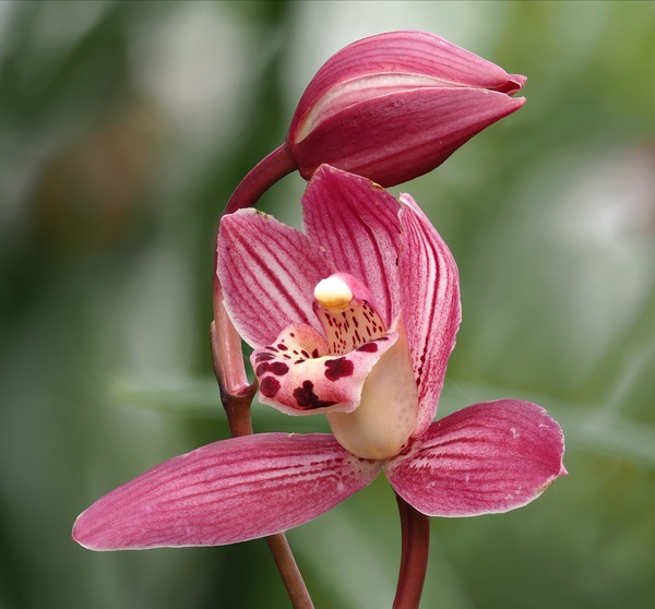 Cymbidium ...