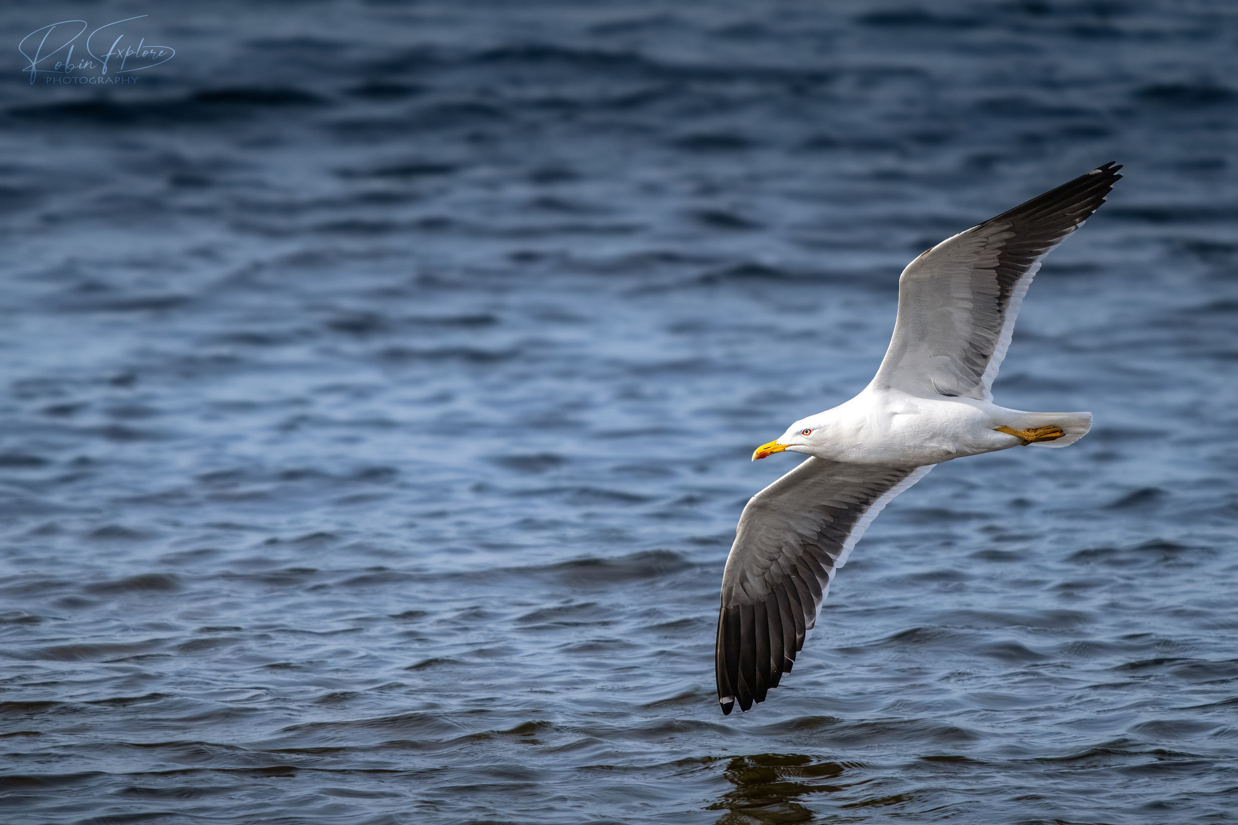 large.FlyingLow.jpg.509b45309b14bed00af3