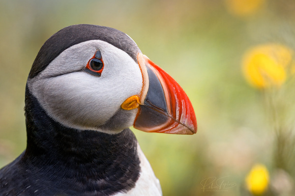 Puffin Porträt