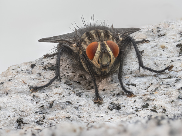 Graue Fleischfliege.jpg