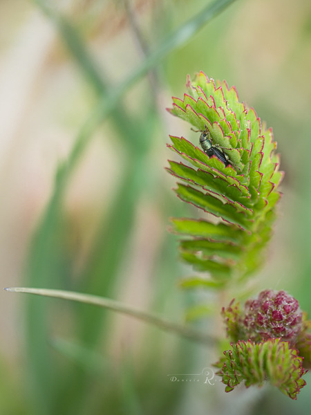 Leben im Blatt