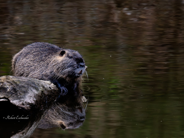 Nutria