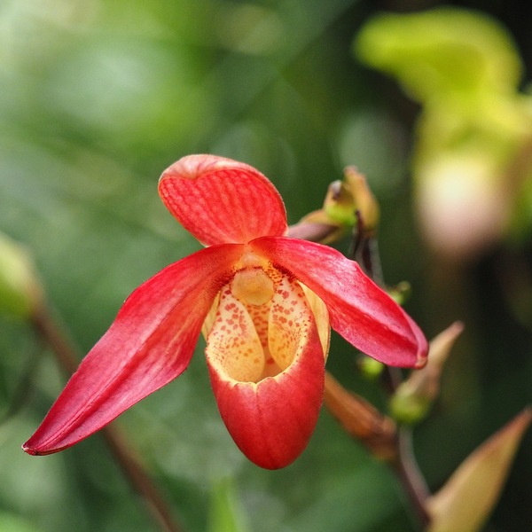 Phragmipedium ...