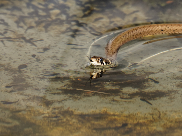 Der Tisch ist gedeckt ...