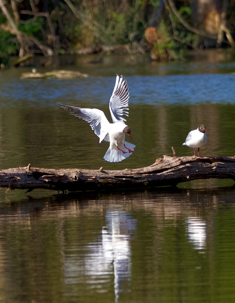 Der Adler ist gelandet....