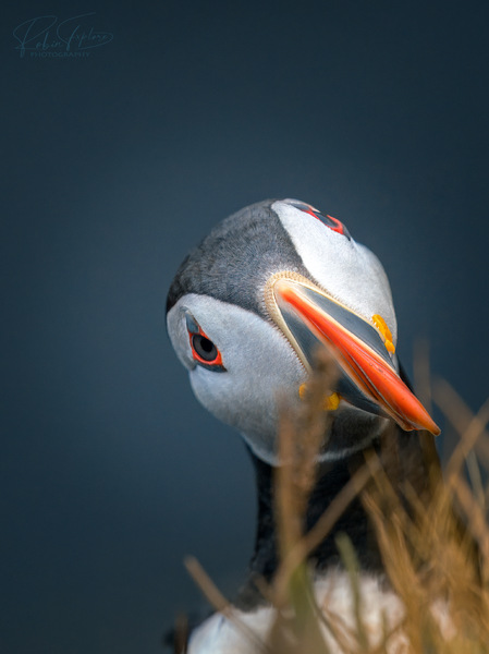 Quirky Puffin