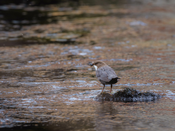 Wasseramsel II