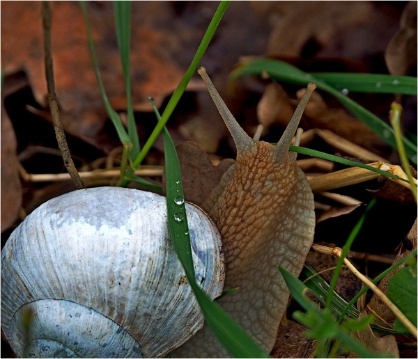 Weinbergschnecke