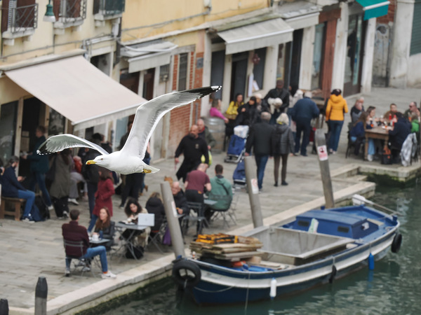 Gabbiano a Venezia