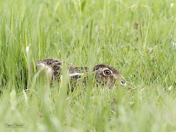 Endlich wieder mal ein Hase