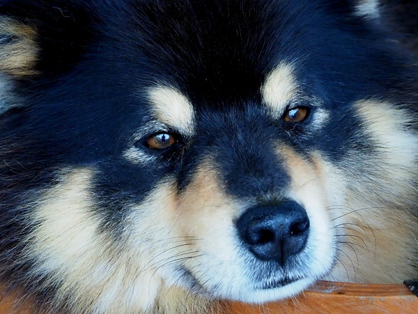 ein Hund