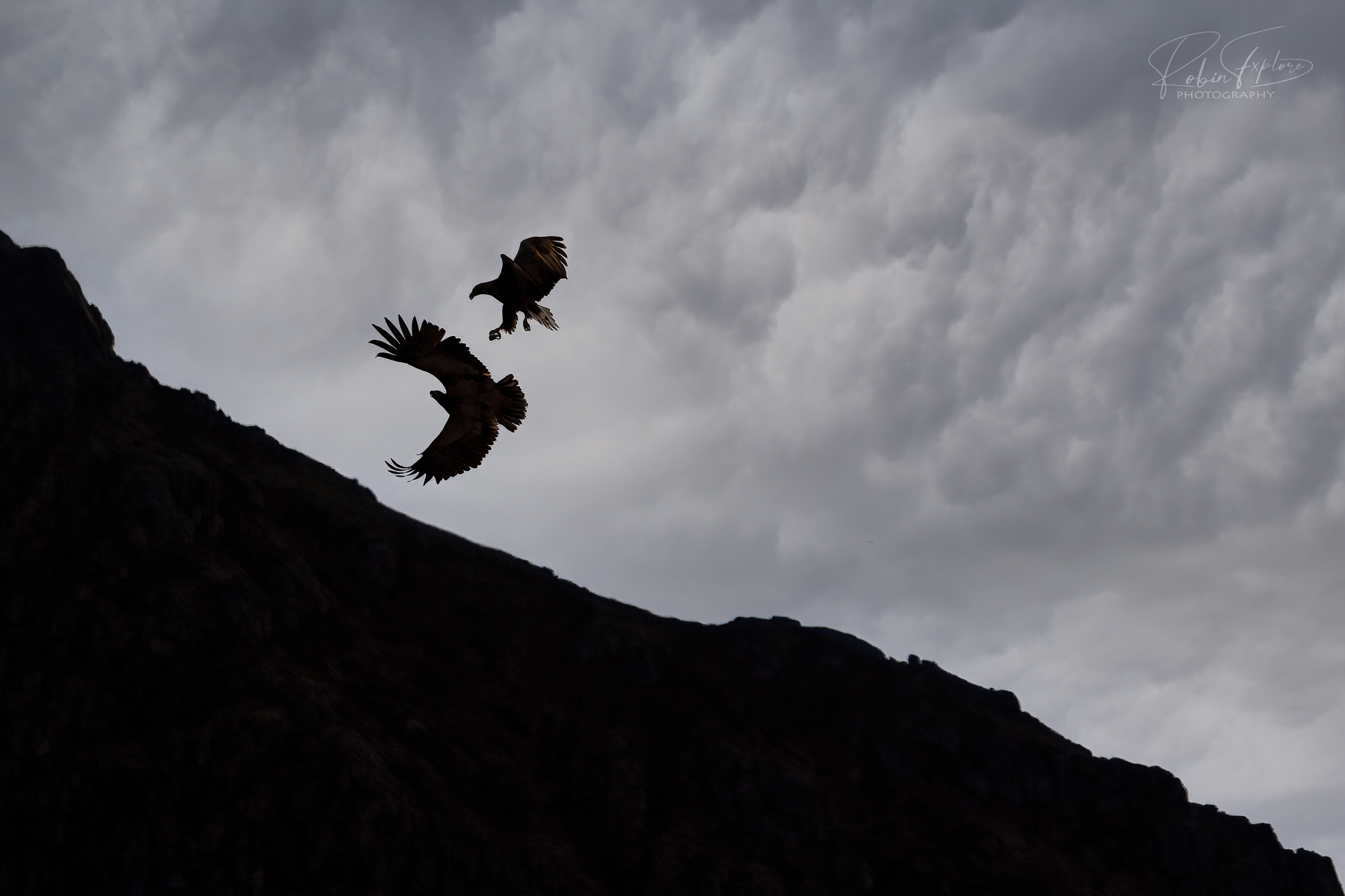 large.52527853190_fb4aa61dd6_o.jpg.b1415