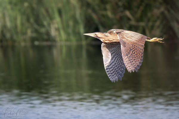 Rohrdommel im Flug | FW1.6 im Test