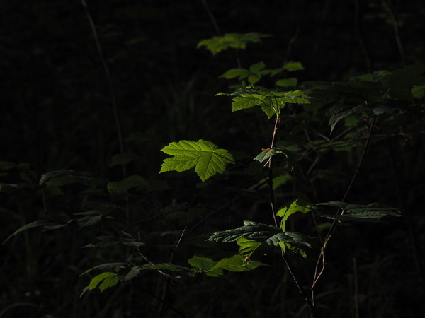 Fotowalk009