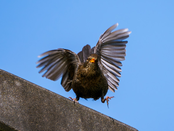 Verrückte Amsel