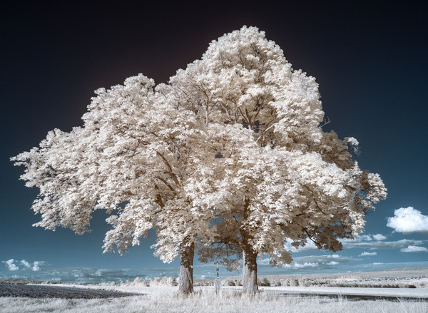 Bavaria IR