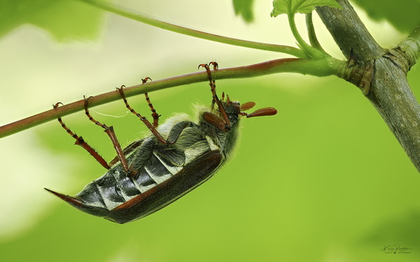 Hanging up