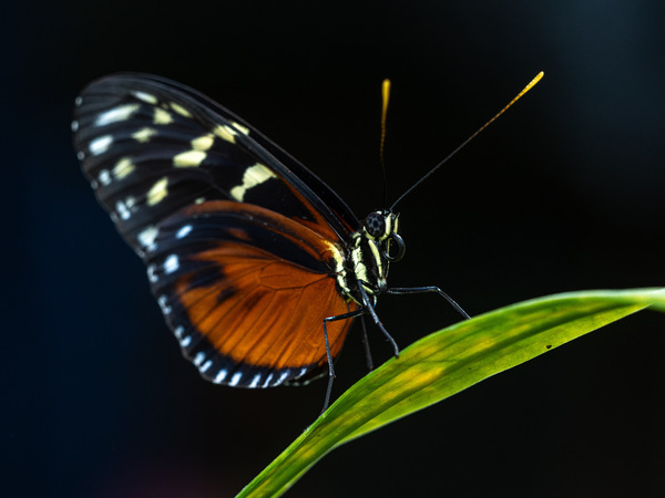 Heliconius ismenius