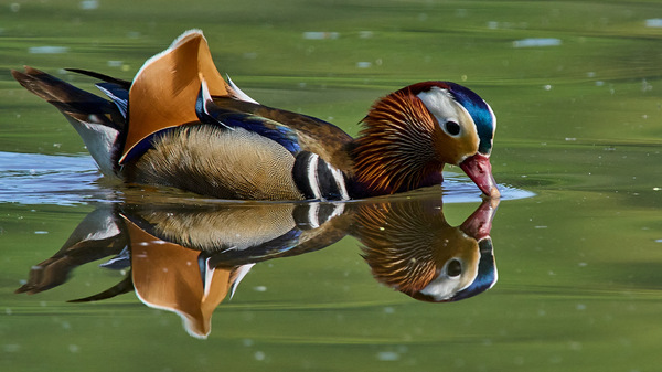 Mandarin Ente