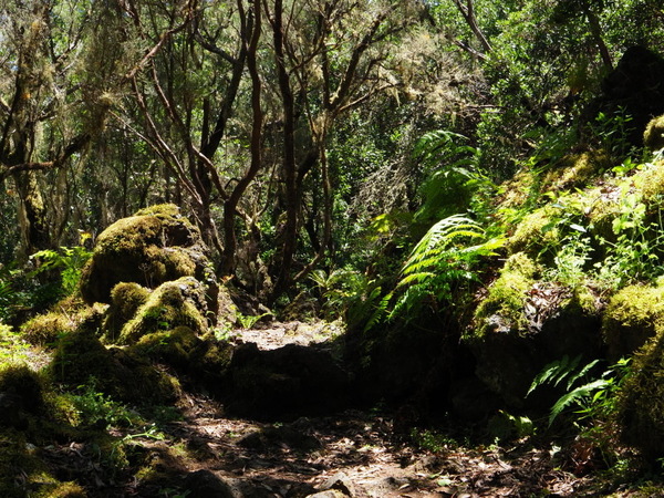 Rundweg bei Hoya del Pino 1