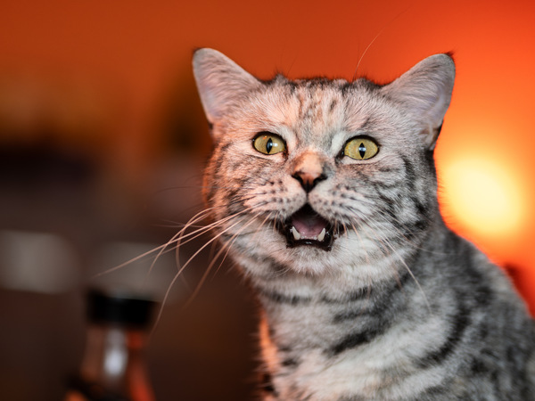 Vogel (durchs Fenster) erspäht