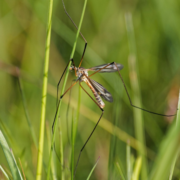 Wiesenschnake