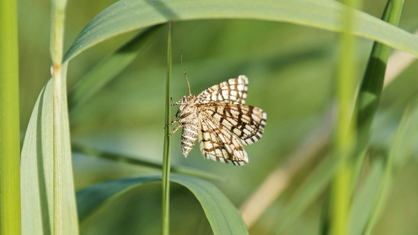 Gitterspanner "Chiasmia clathrata"