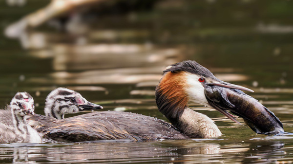 Die unlösbare Aufgabe ...
