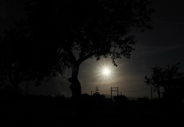 Der Baum ...