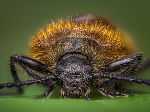 Portrait eines Wollkäfers