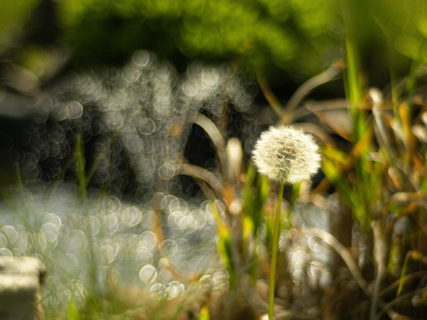 Pusteblume2.jpg