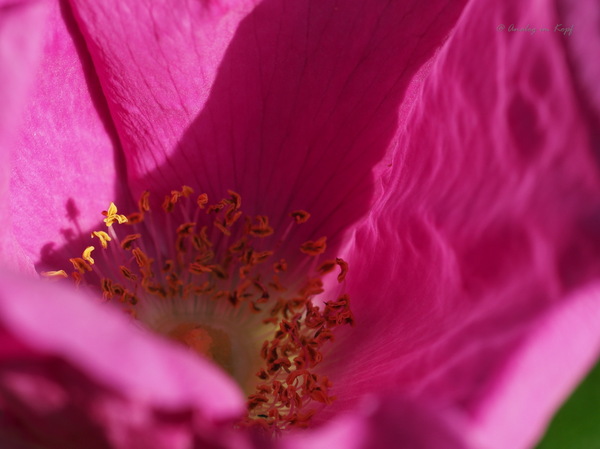 Rosen-Spritz-Rose