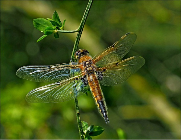 Vierflecklibelle 24 3a