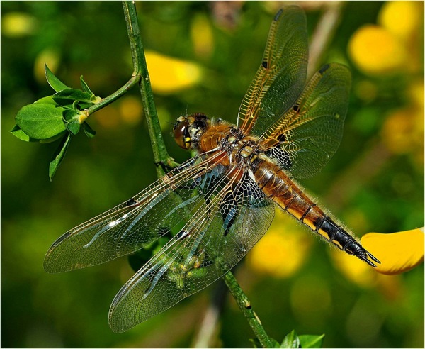 Vierflecklibelle 24 4
