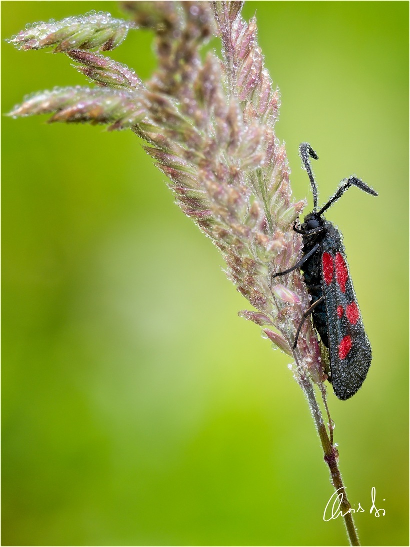 Schottergrube EMai24 008A Heli18 Oly.jpg