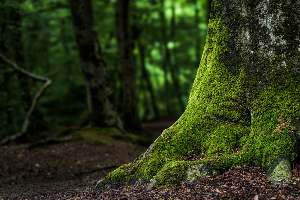 Auf einem holprigen Waldweg... Auf einem holprigen Waldweg...