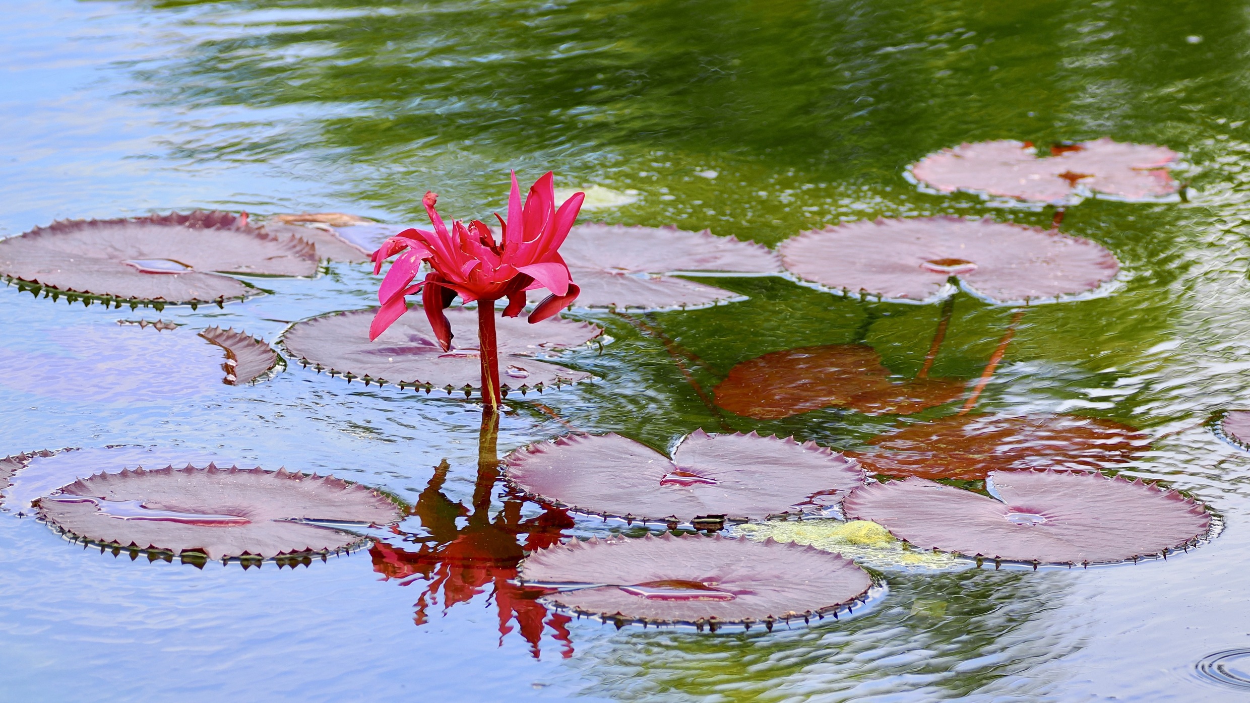 Flowerpower