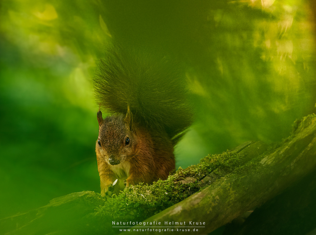Naturfotos