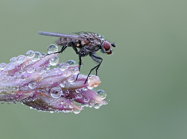 Dripdrop