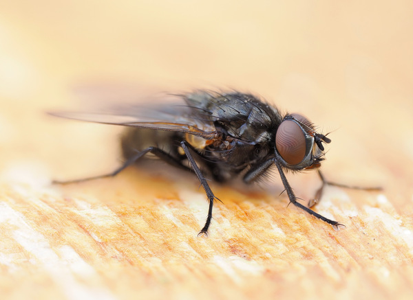 Fliege auf Holz