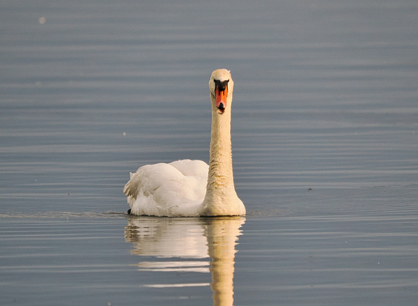 Schwan mit Tropfen am Schnabel