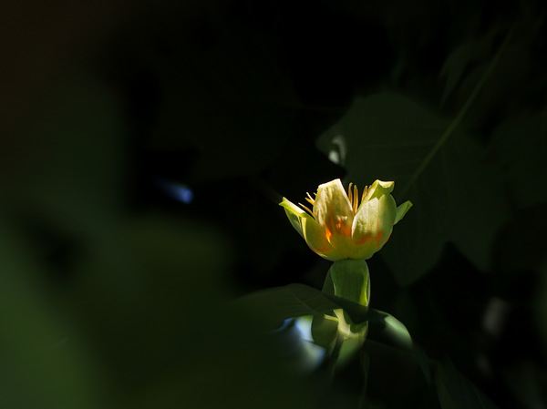 Blüte vom Tulpenbaum