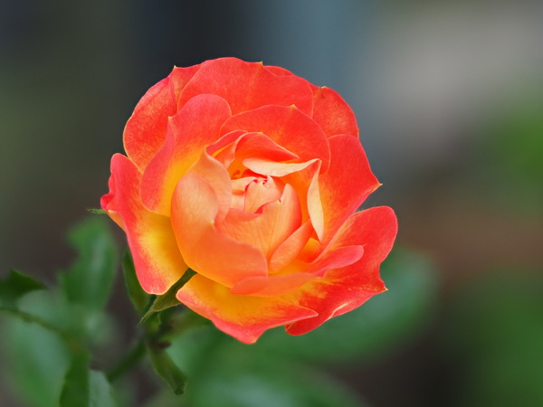 Eine Rose ist eine Rose ist eine Rose...