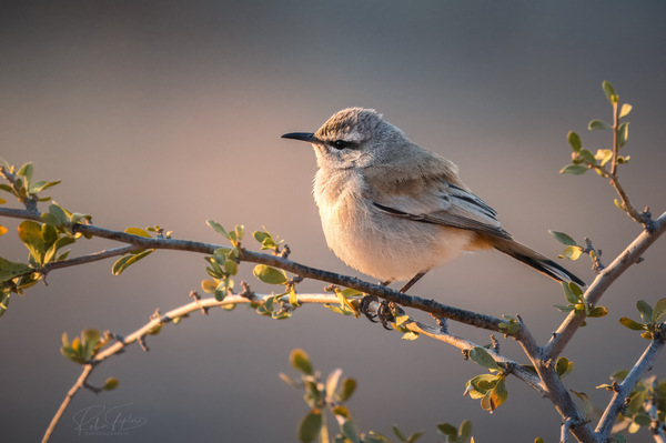 Kalahari Scrub Robin - Kalahariheckensänger