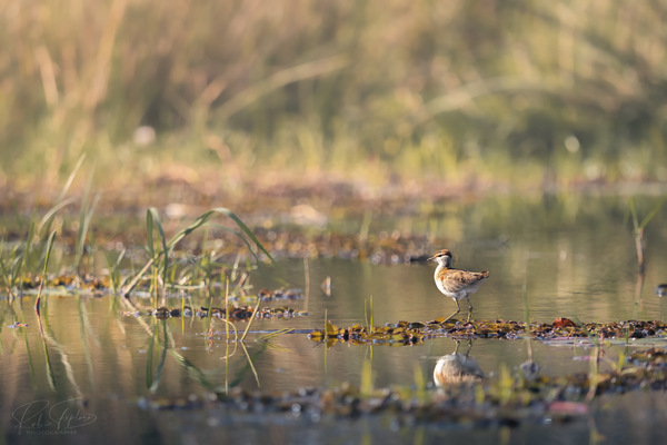 Lesser Jacana _Microparra capensis
