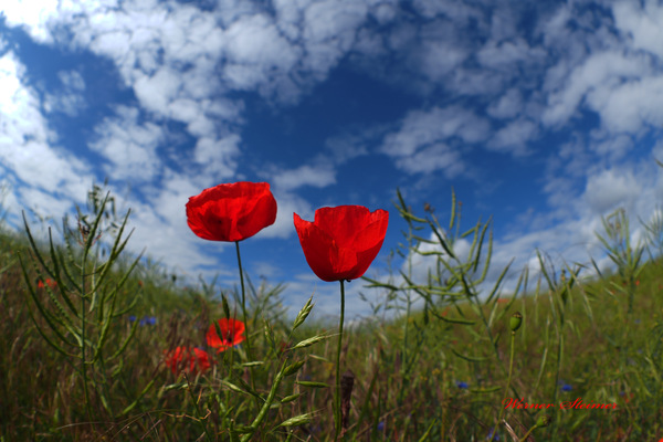 Mohnblumen in der Pellenz