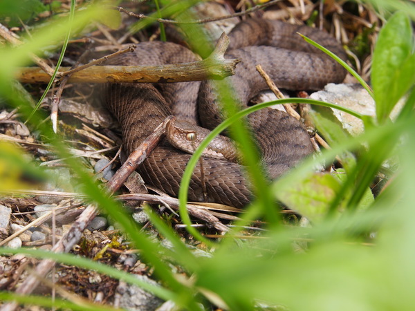 Aspisviper 1