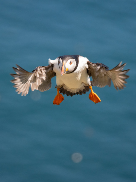Anflug