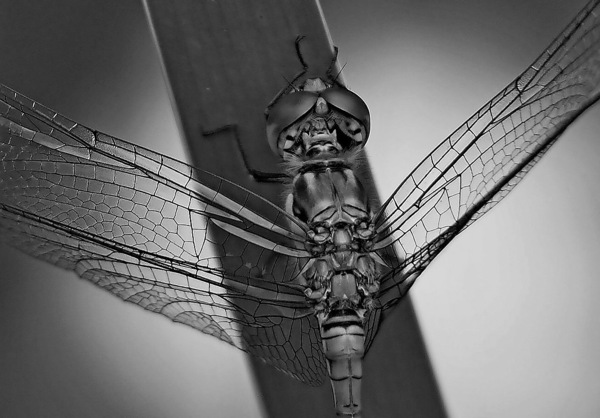Libelle sw