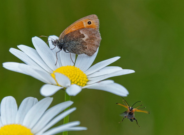 Im Anflug von unten...